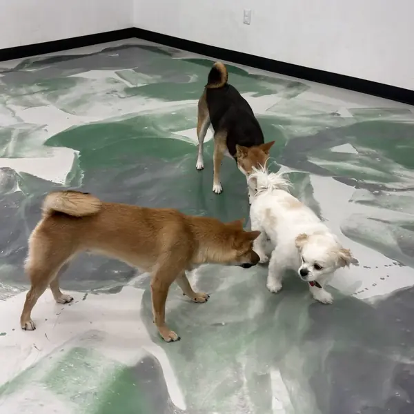 Cozy boarding suite at K9 Rox Club